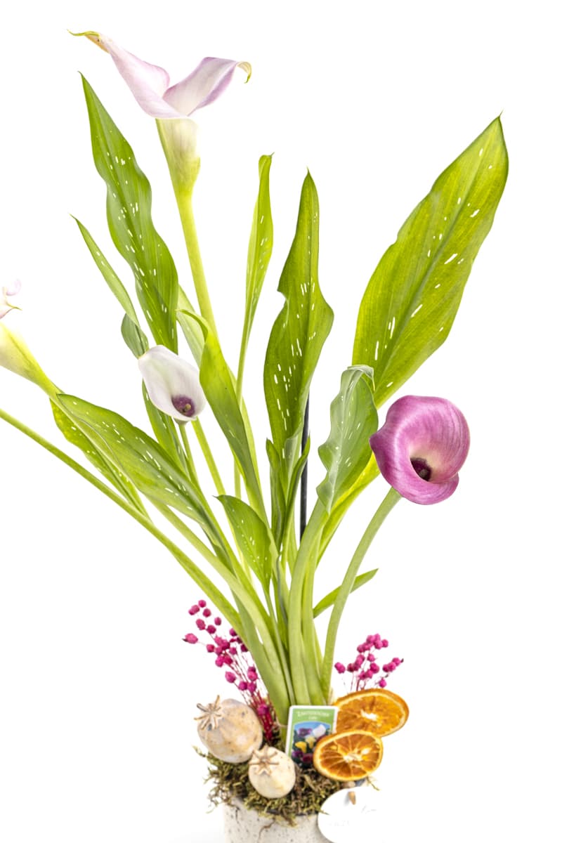 Pink Gala Flower