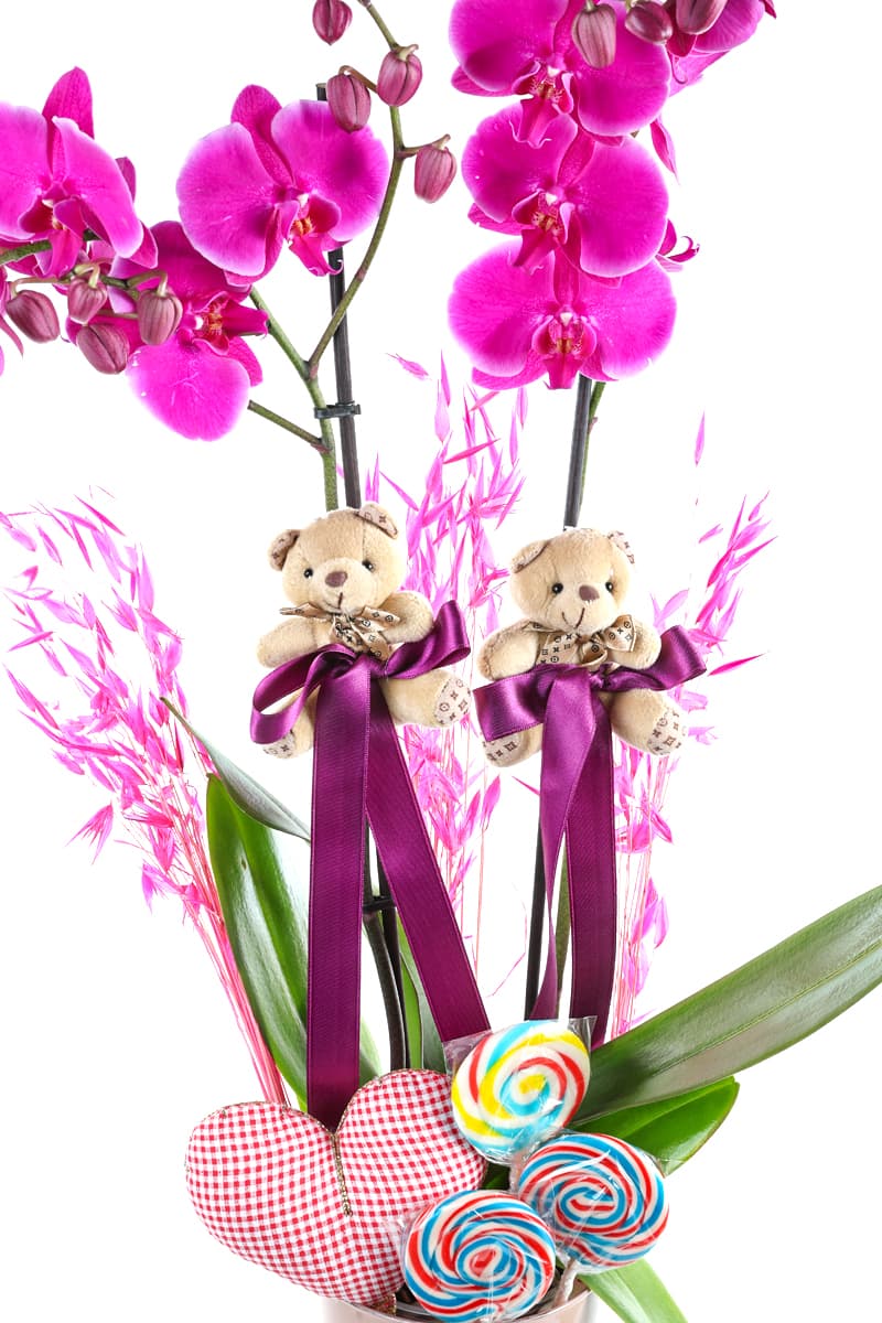 Purple Nice Orchid