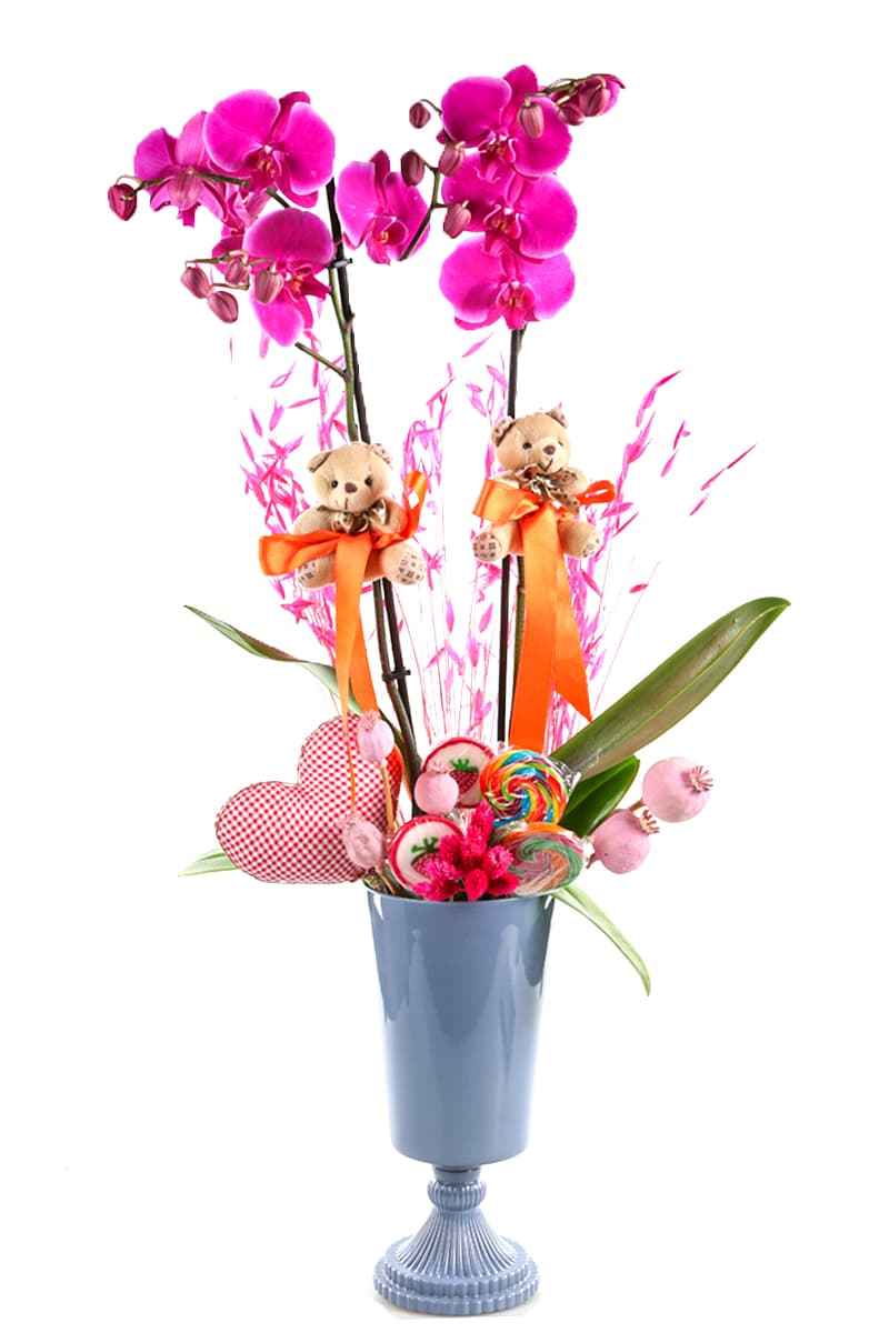 Cute Candy Orchid
