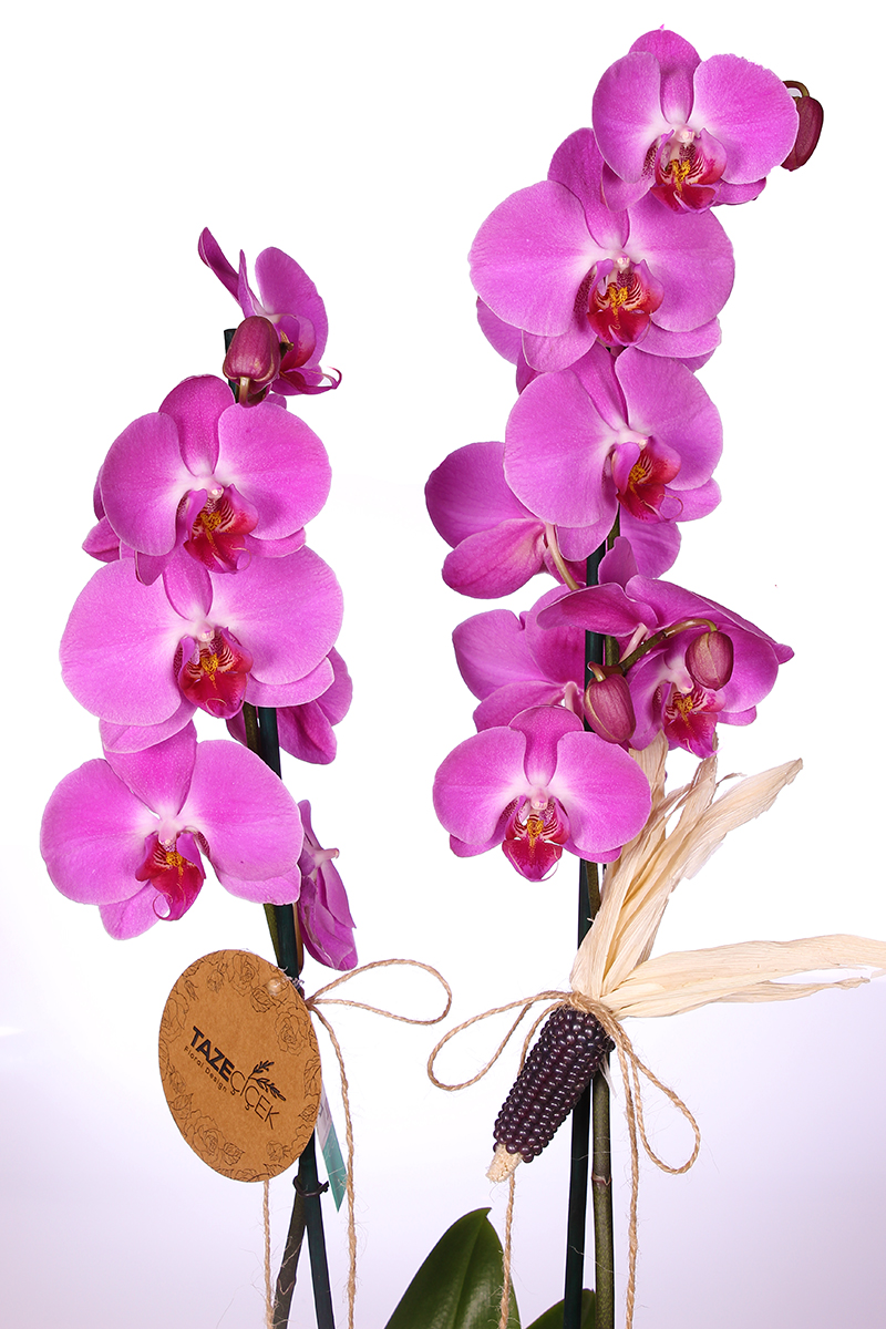 Sweet Purple Double Orkide