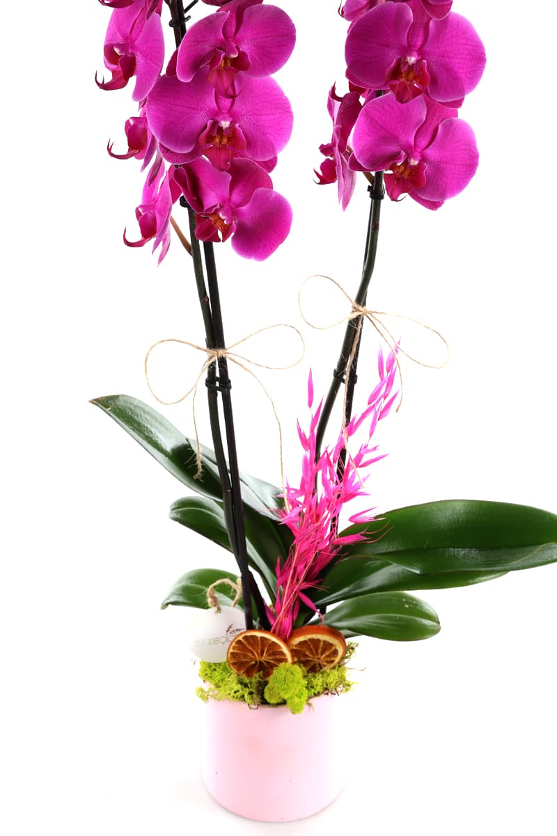 Pink Dragon Orkide