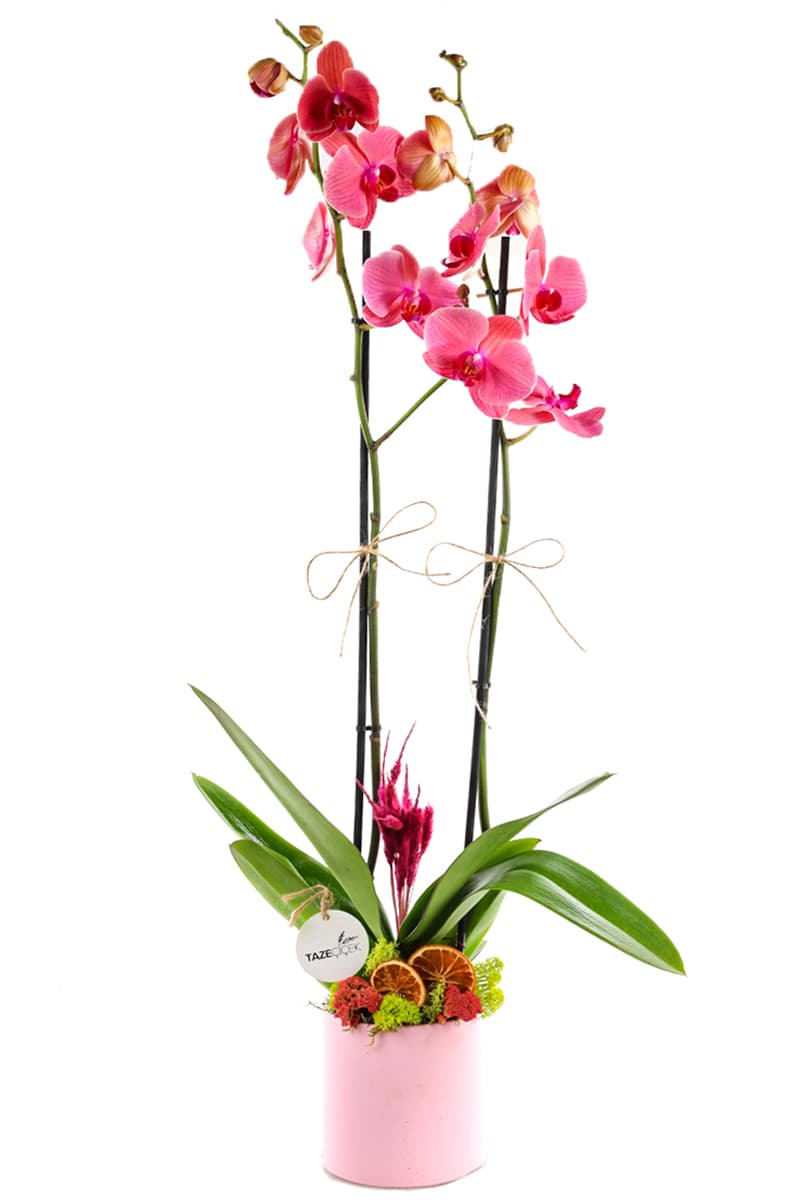 Desert Fire Orkide