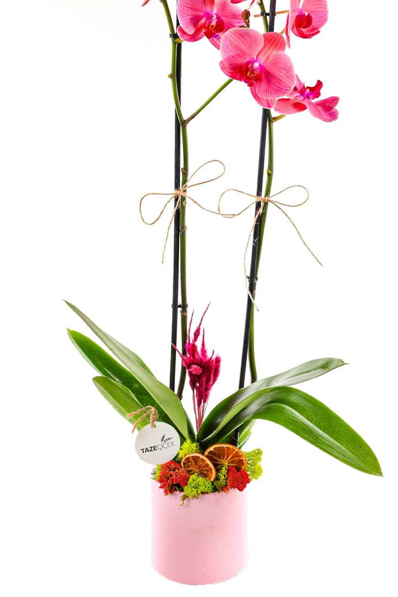 Desert Fire Orkide