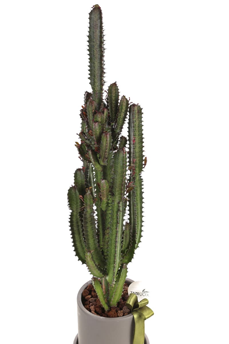 Euphorbia Trigona Burgundy (Vizon Seramik Saksı )
