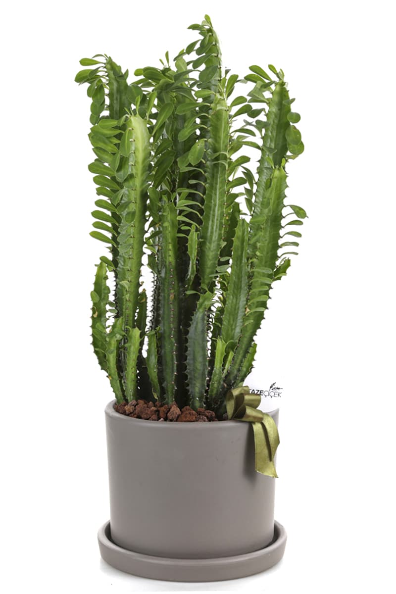 Euphorbia Trigona ( Vizon Seramik Saksı )