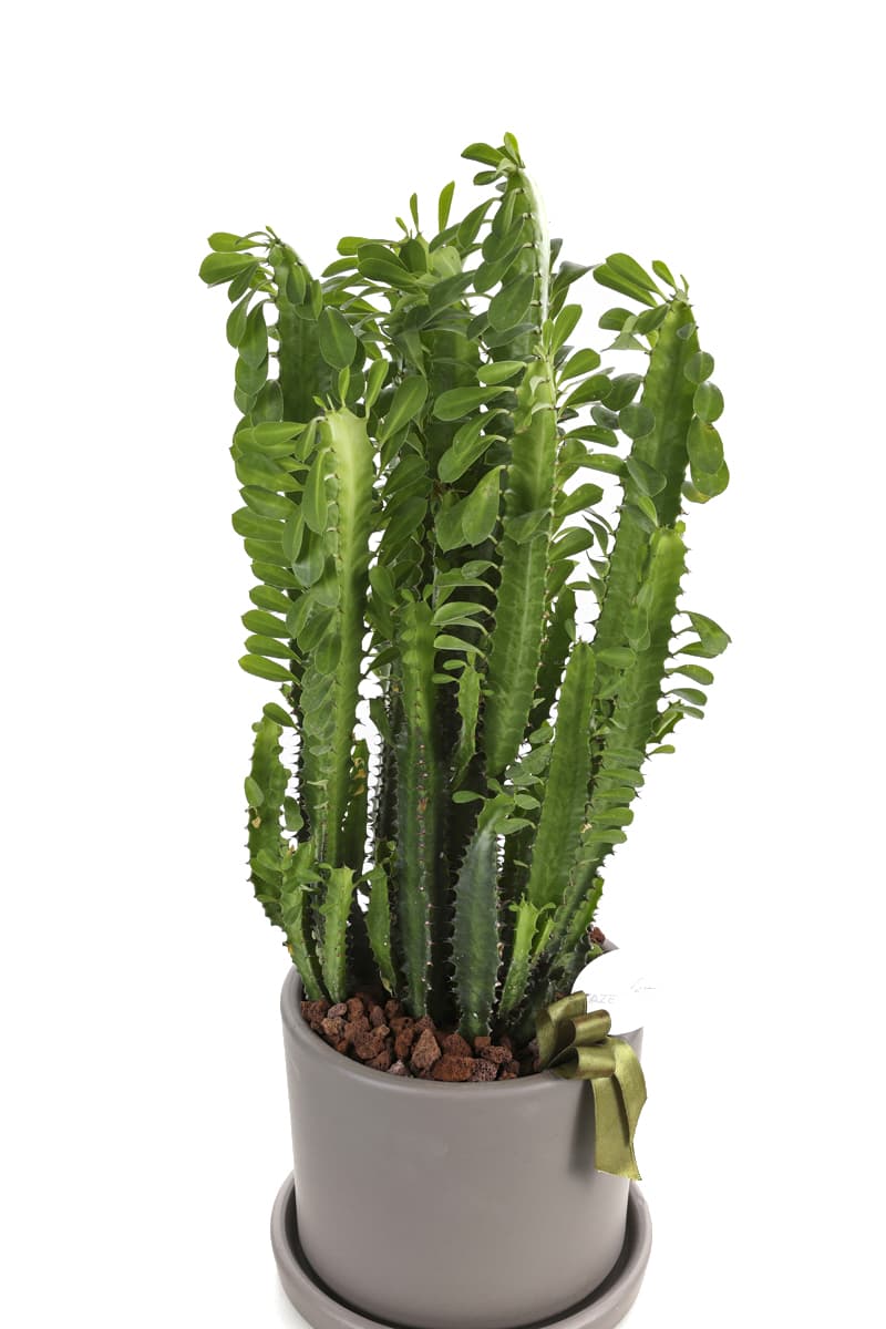 Euphorbia Trigona ( Vizon Seramik Saksı )