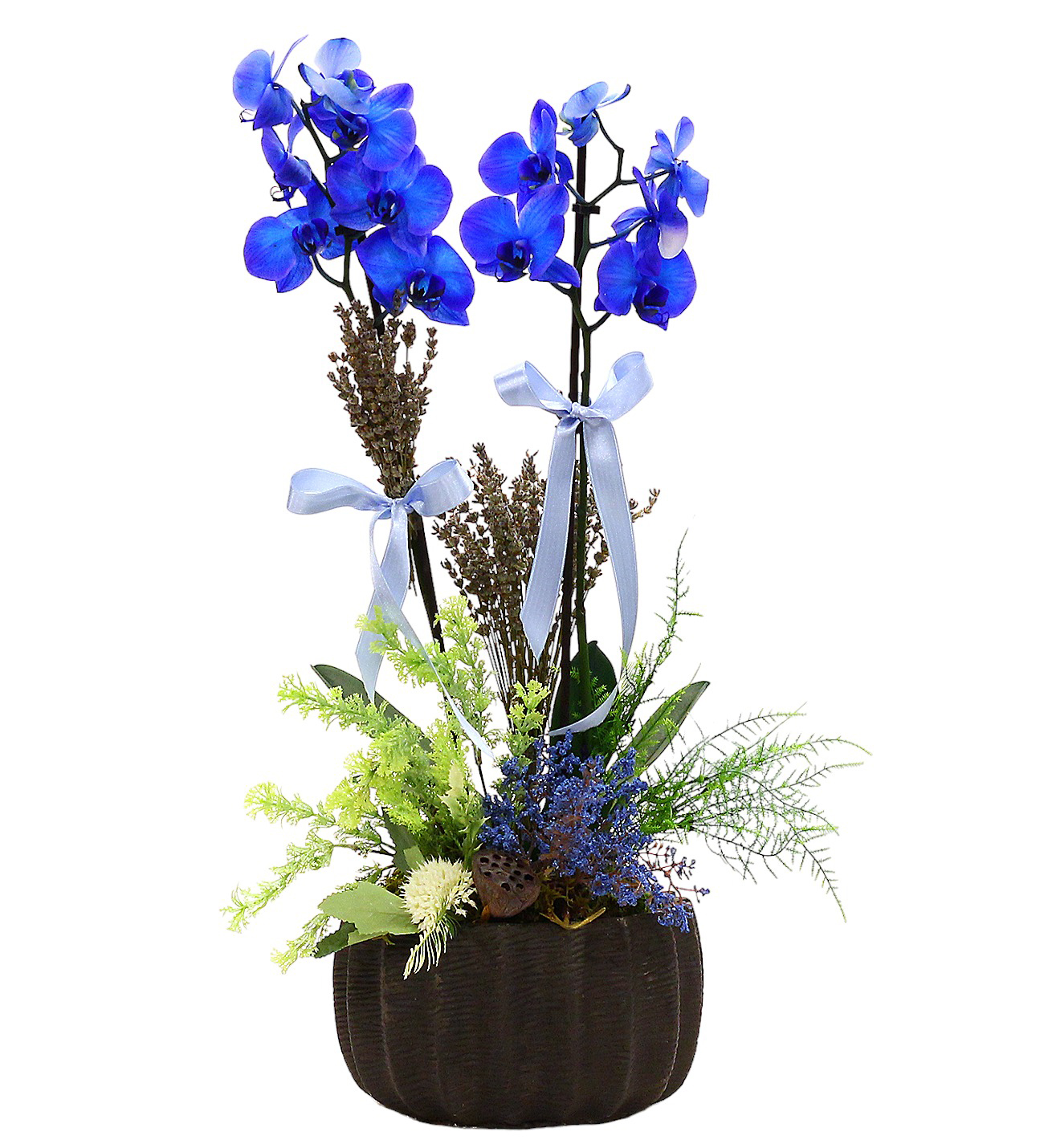 Dekoratif Saksıda Çift Dallı Mavi Orkide