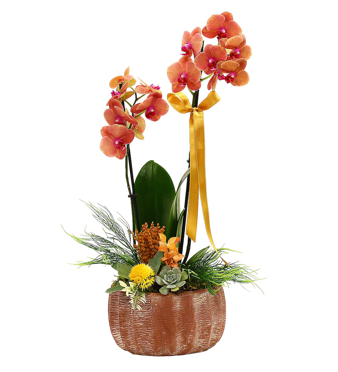 Dekoratif Saksıda Çift Dallı Ateş Orkide