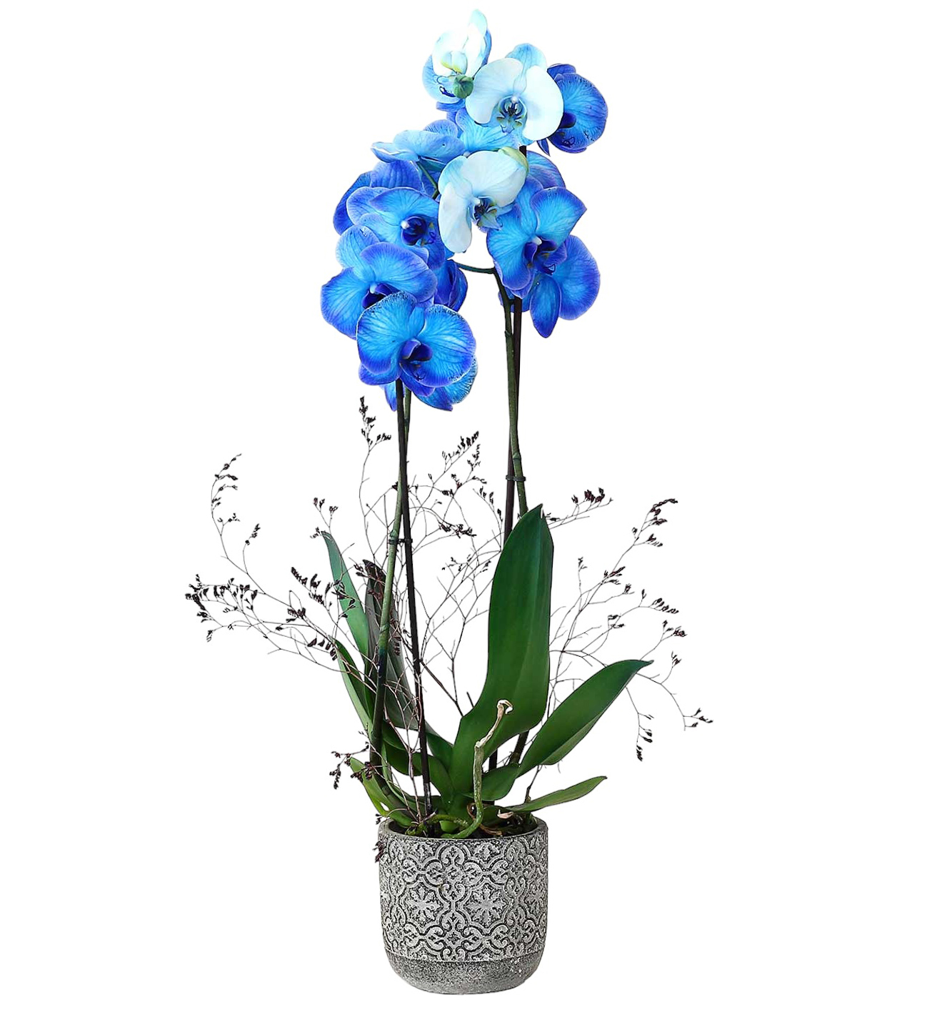 Dekoratif Saksıda Çift Dallı Mavi Orkide