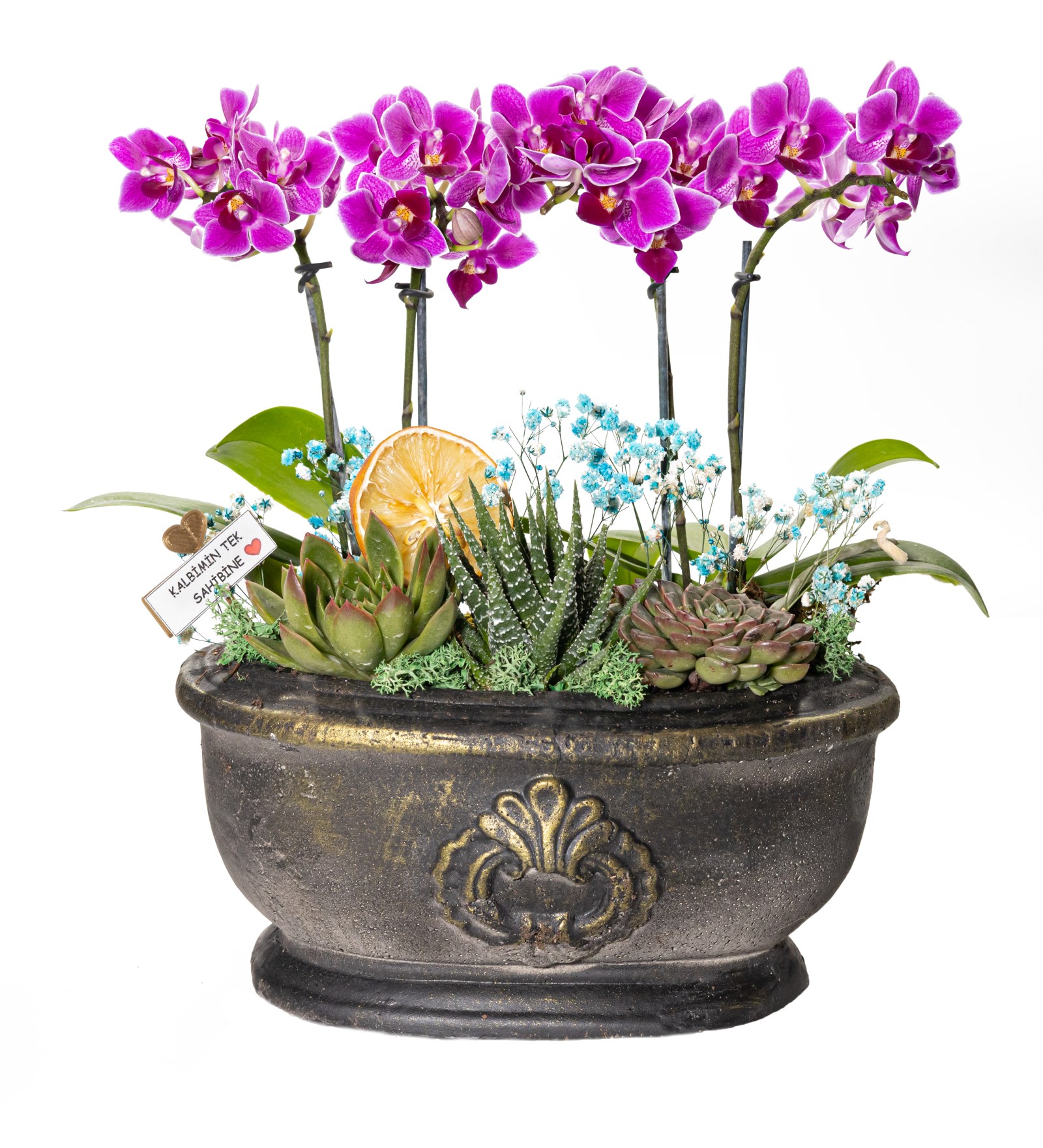 Dekoratif Saksıda 4 Dallı Mini Orkide ve Sukulentler