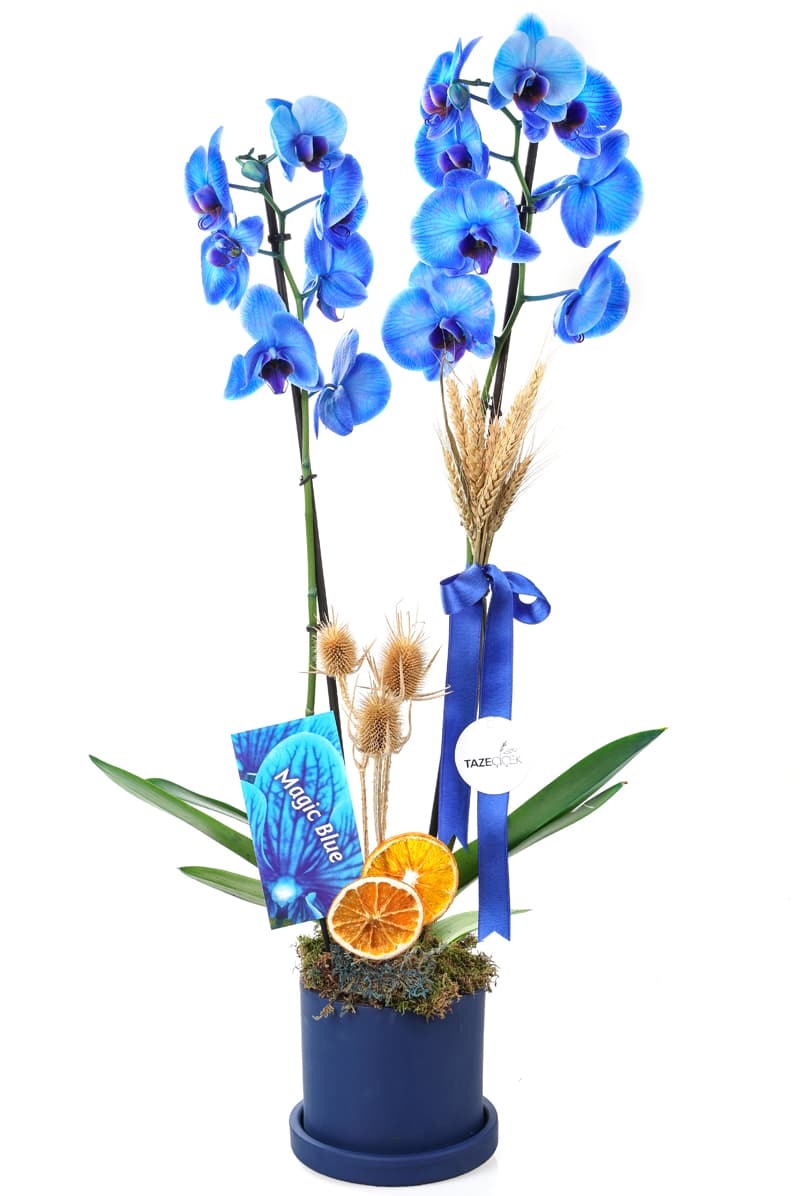 Mavi Saksı Jumbo Boy Magic Mavi Orkide