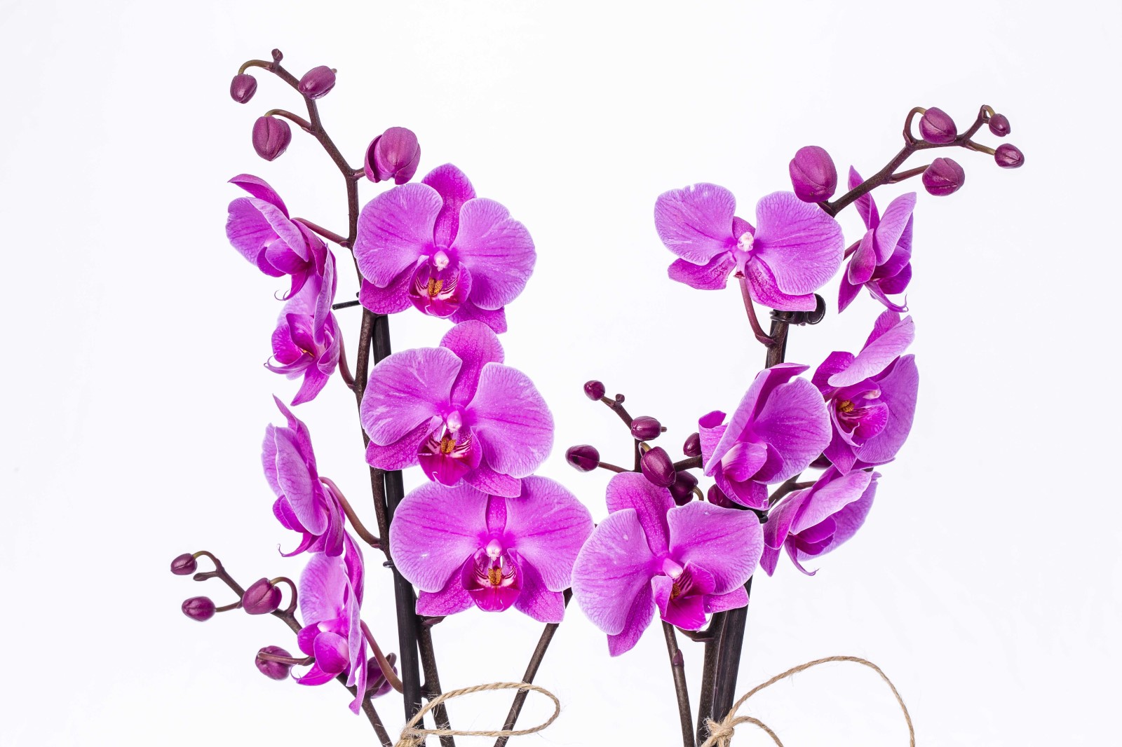 Double Purple Orkide Çiçeği