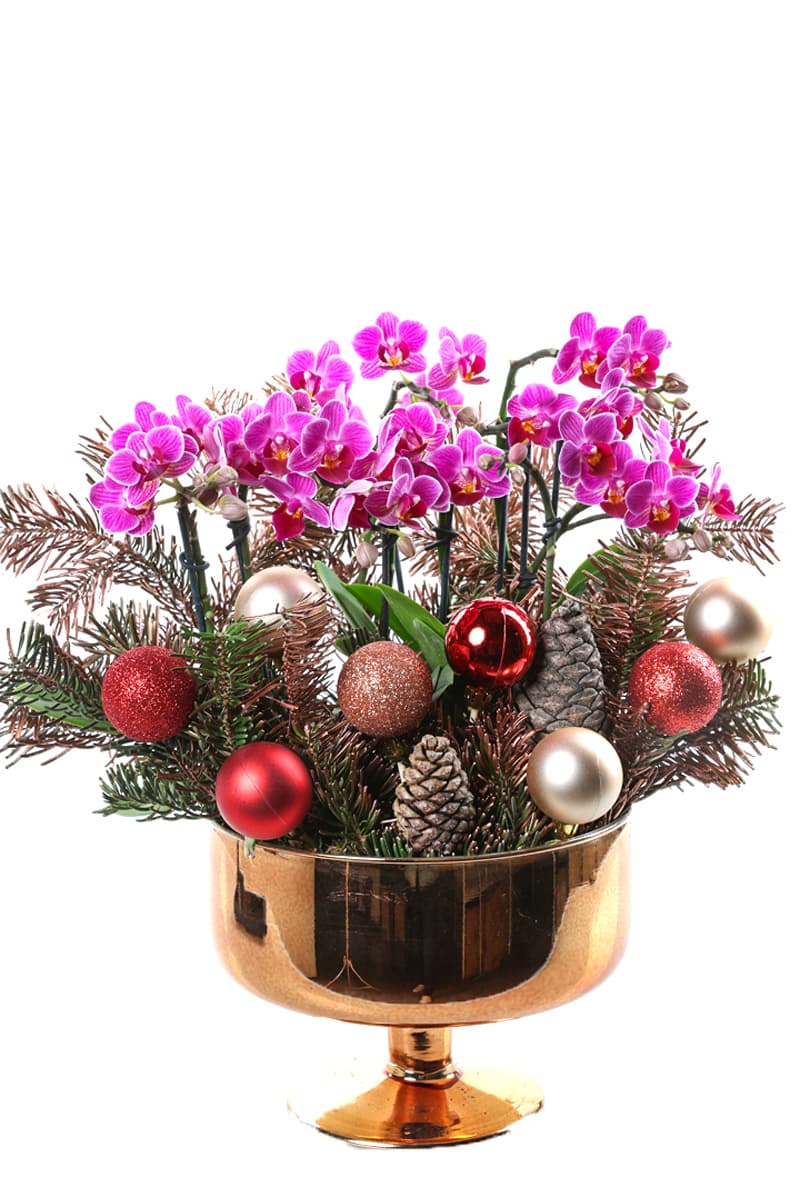 Christmas Luxury Mini Orchid