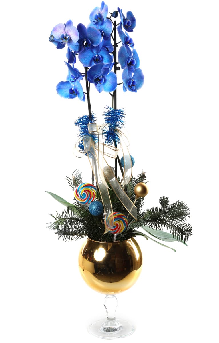 Christmas Blue Orchid