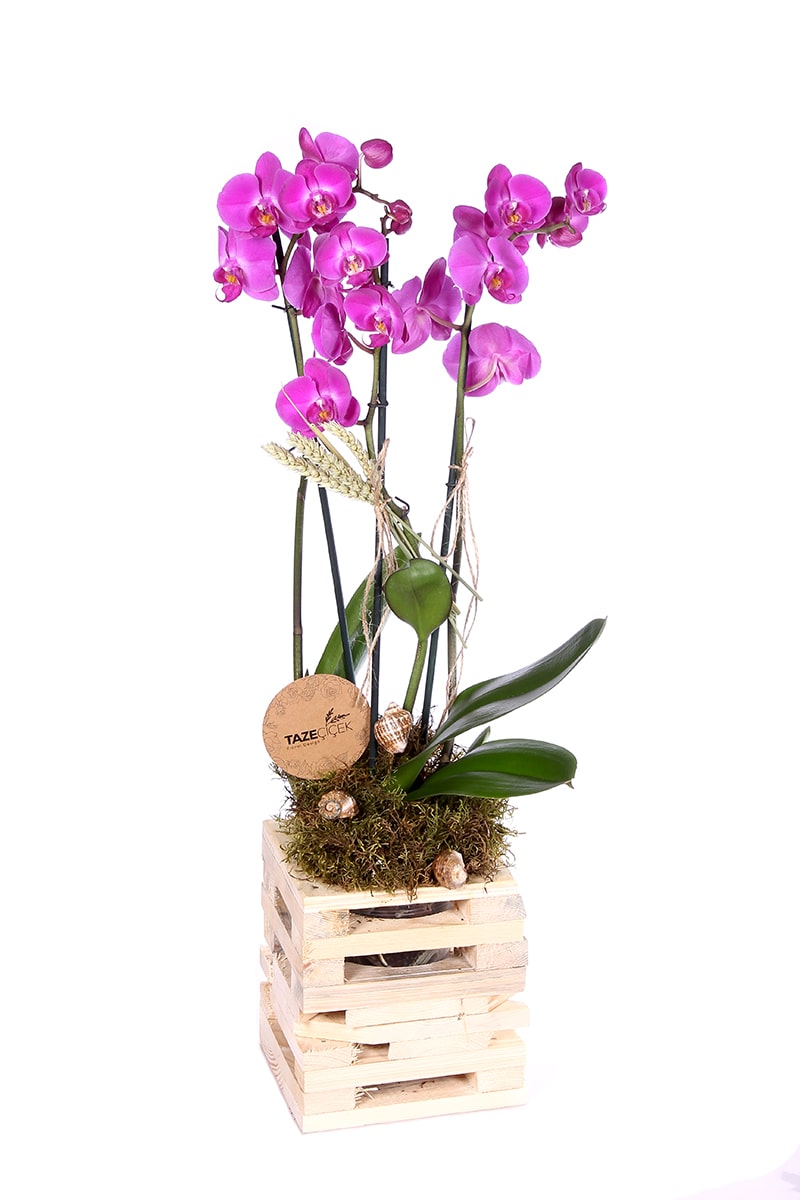 Luxury Purple Orkide Çiçeği