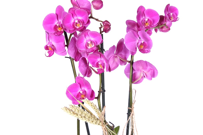 Luxury Purple Orkide Çiçeği