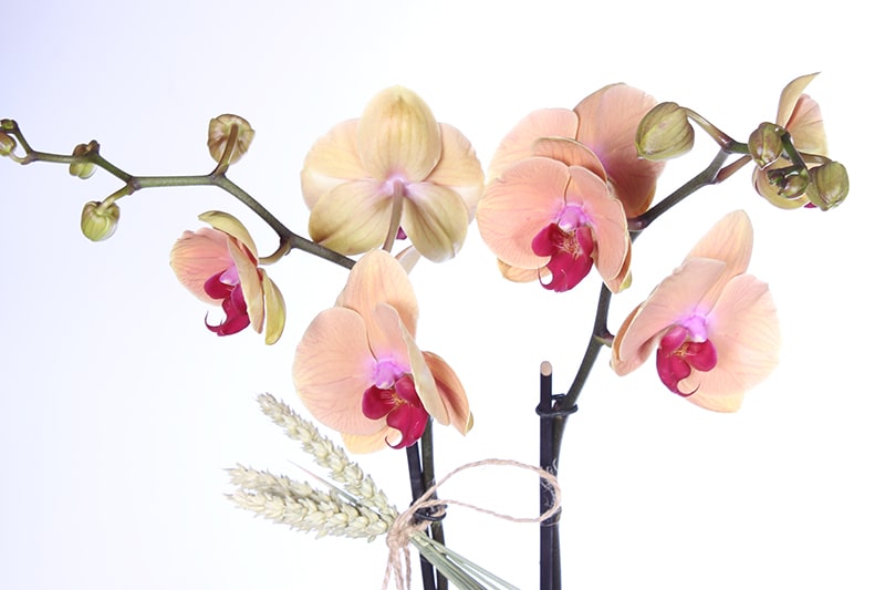 Luxury Hot Orkide Çiçeği
