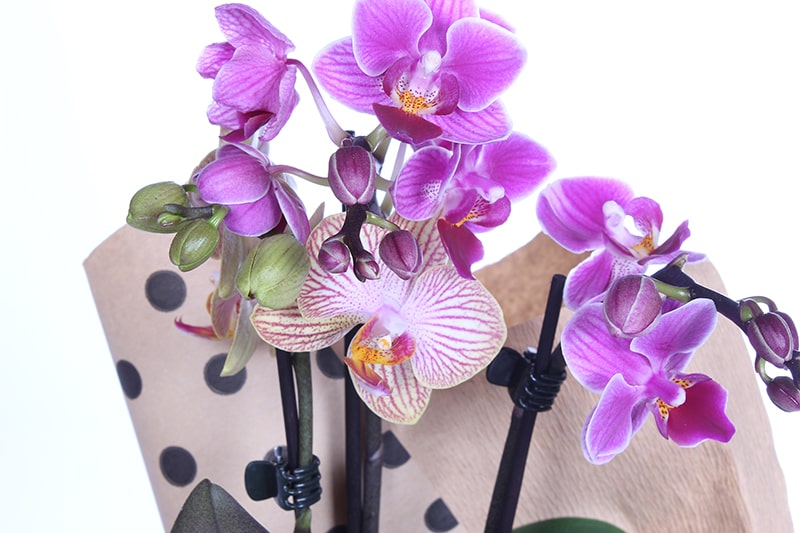 Mix Fairy Mini Orkide Çiçeği