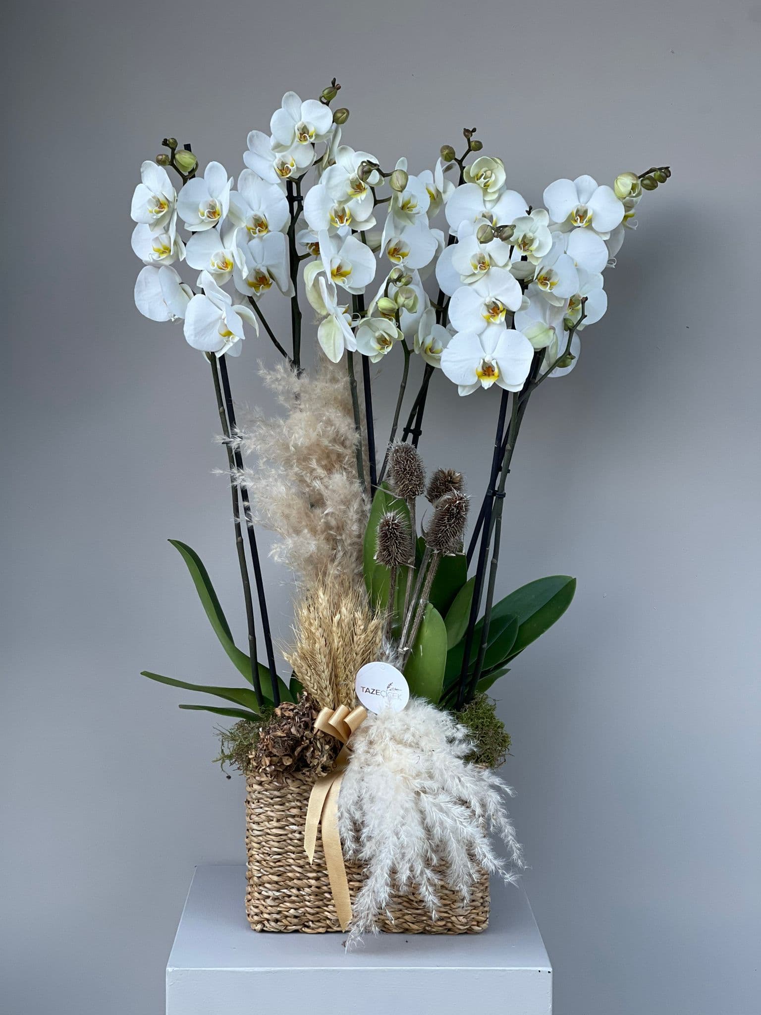 Luxury Design White Orchid ( 6 Dal )