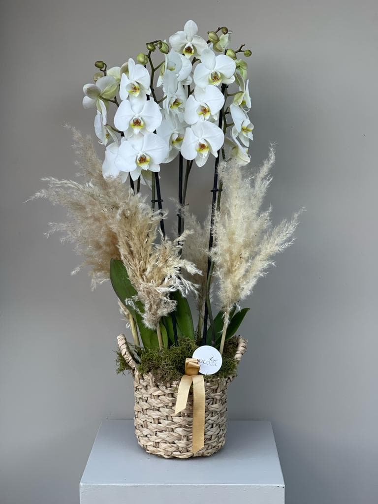 Natural Luxury Design White Orchid Dream (4 Dal )