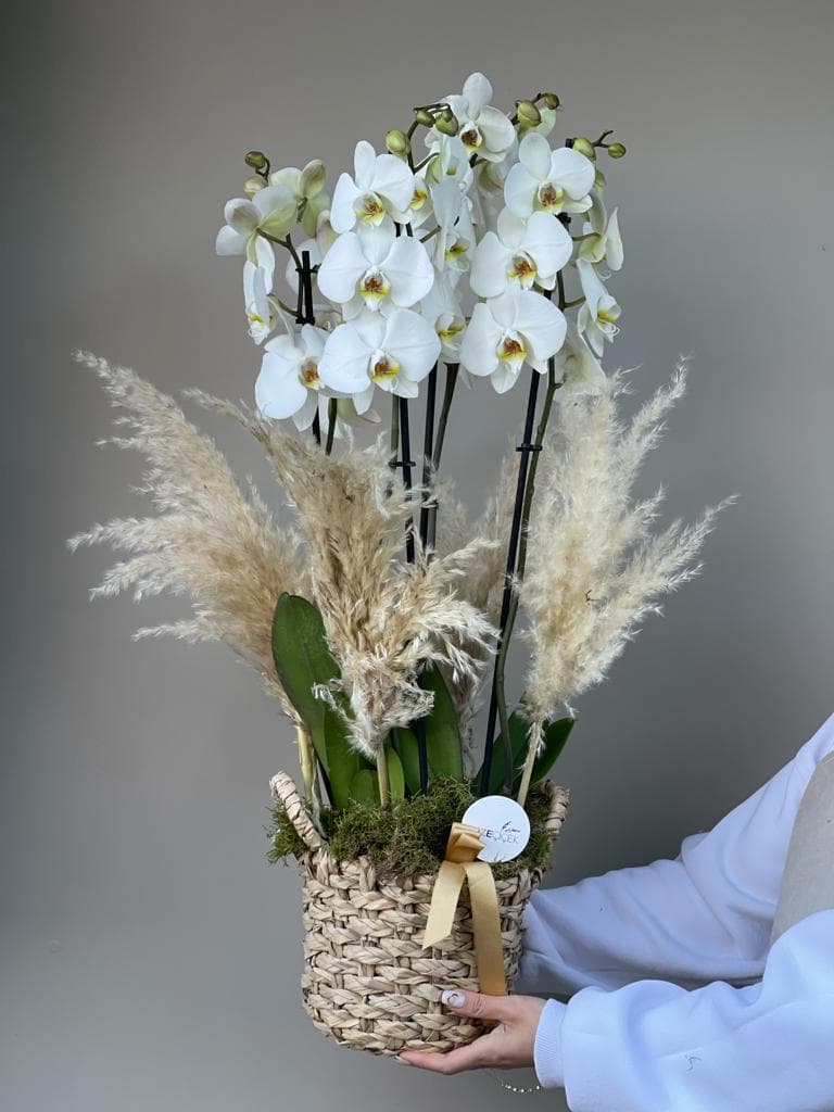 Natural Luxury Design White Orchid Dream (4 Dal )