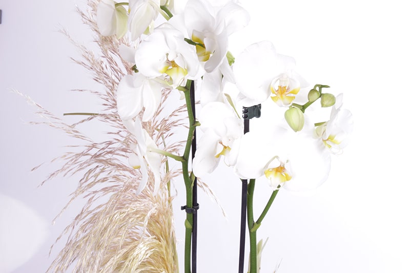 Gold Serial Beyaz Orkide