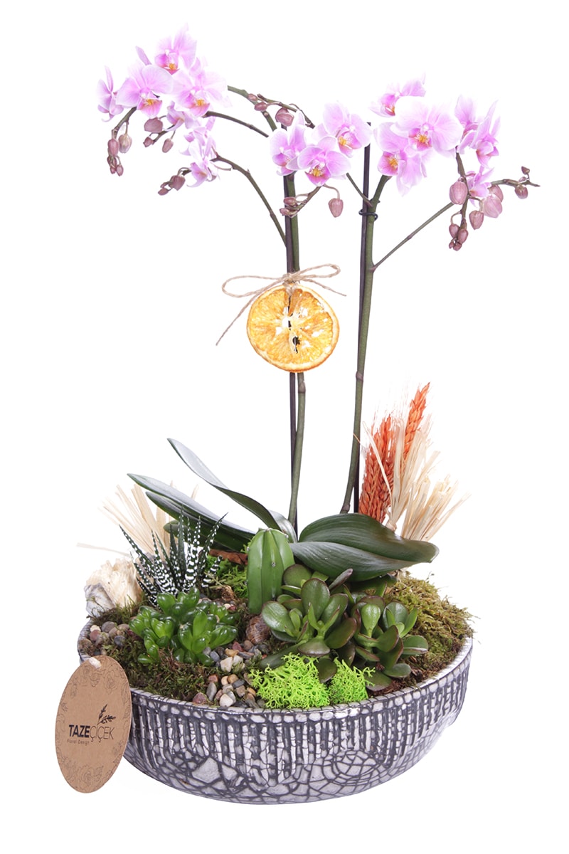 Ceramic Orkide ve Sukelent Sepeti