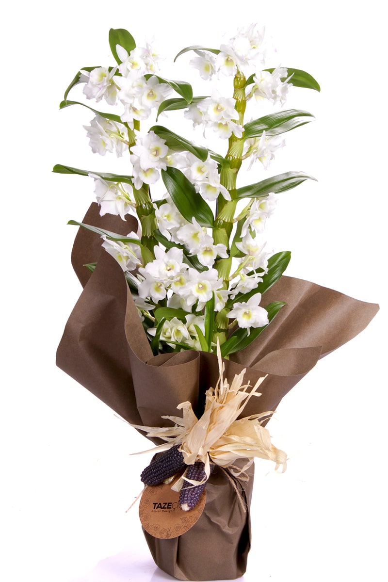 Dendrobium Beyaz Orkide