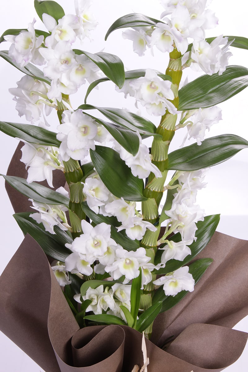 Dendrobium Beyaz Orkide
