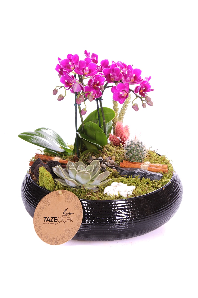 Black Design Mini Orkide Teraryum