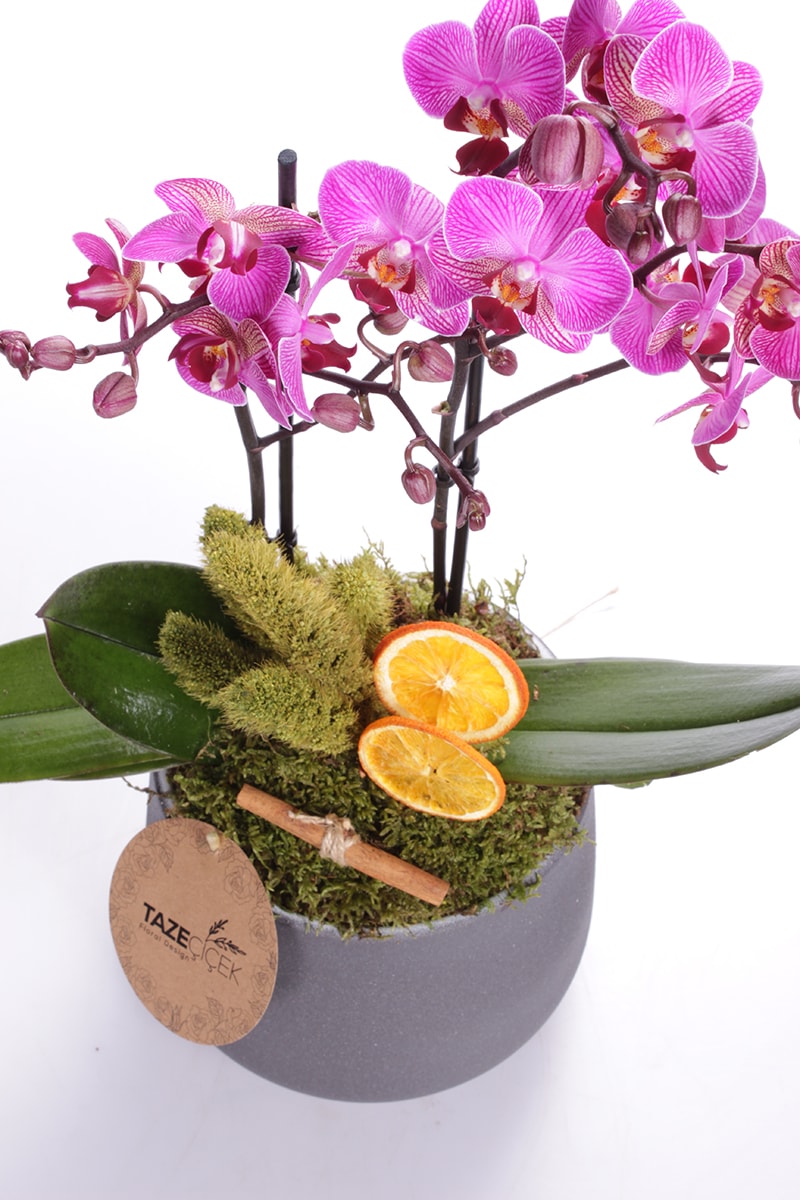Premium Midi Orkide
