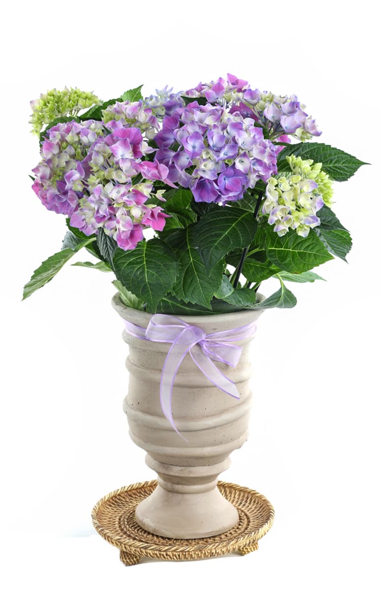 Lilac Hydrangea