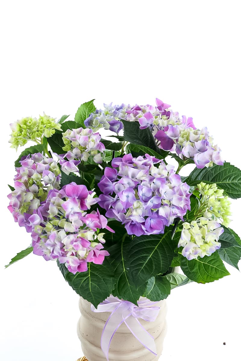 Lilac Hydrangea
