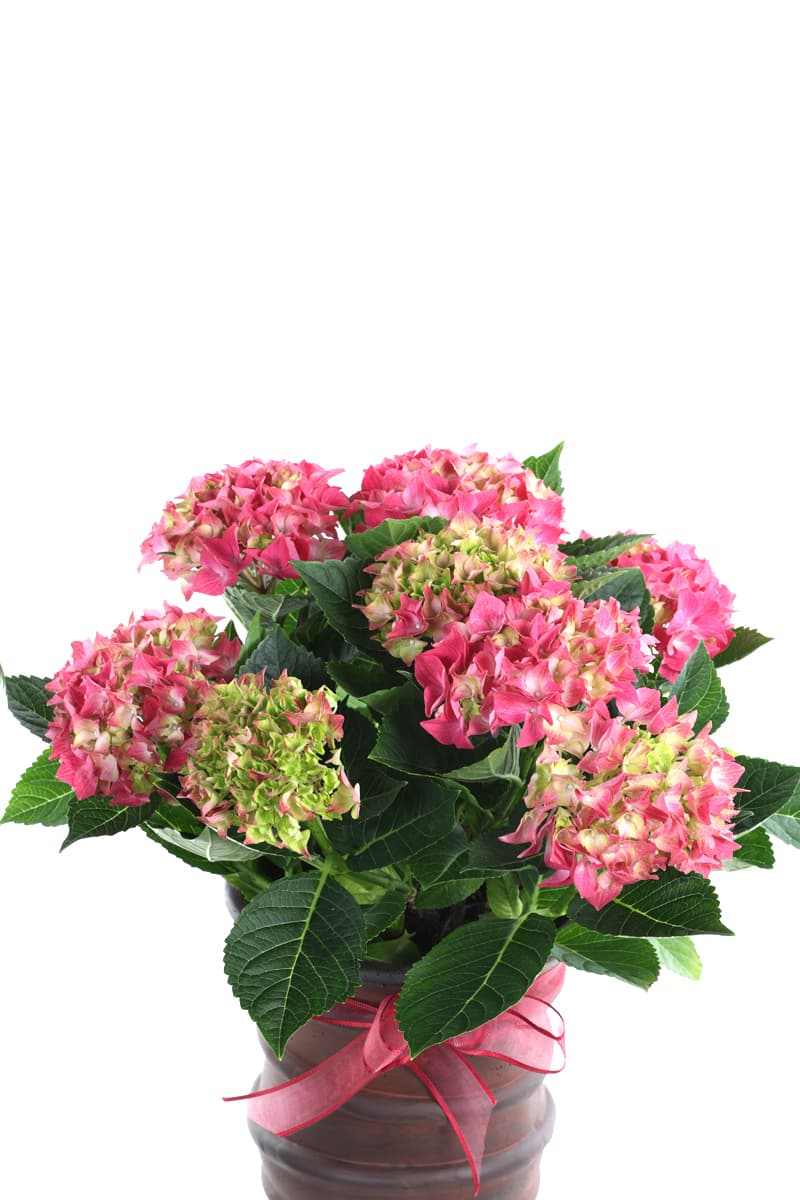 Red Hydrangea