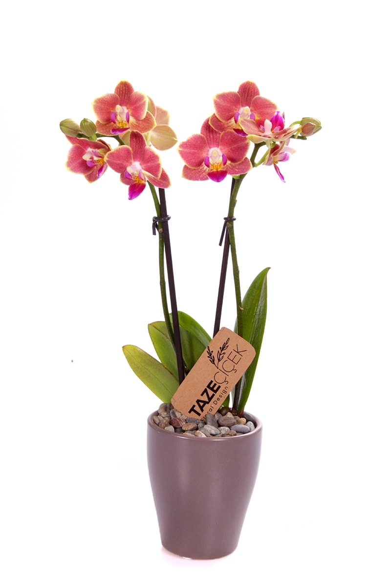 Doğal Renk Mini Orkide