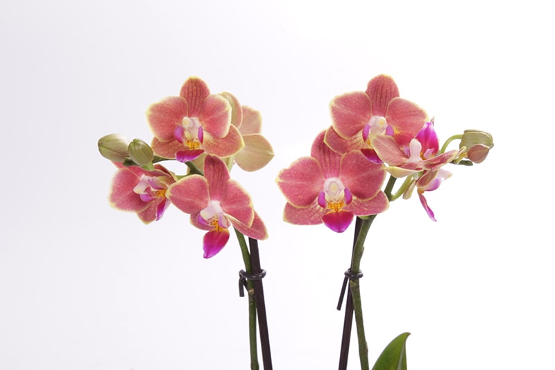 Doğal Renk Mini Orkide