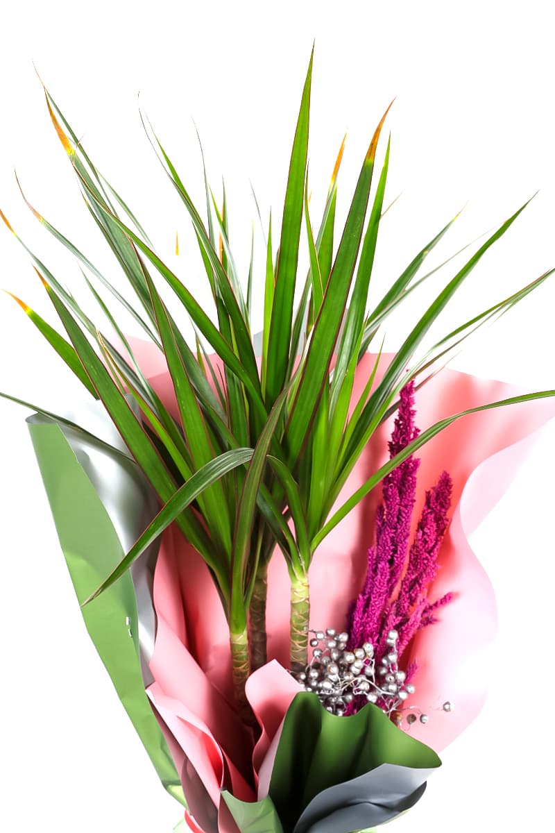 Küçük Boy Dracaena Marginata