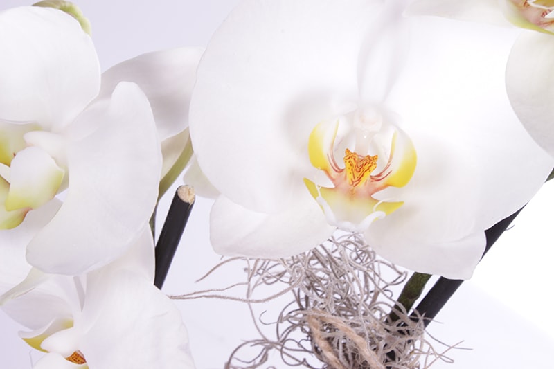 Midi Size Beyaz Orkide