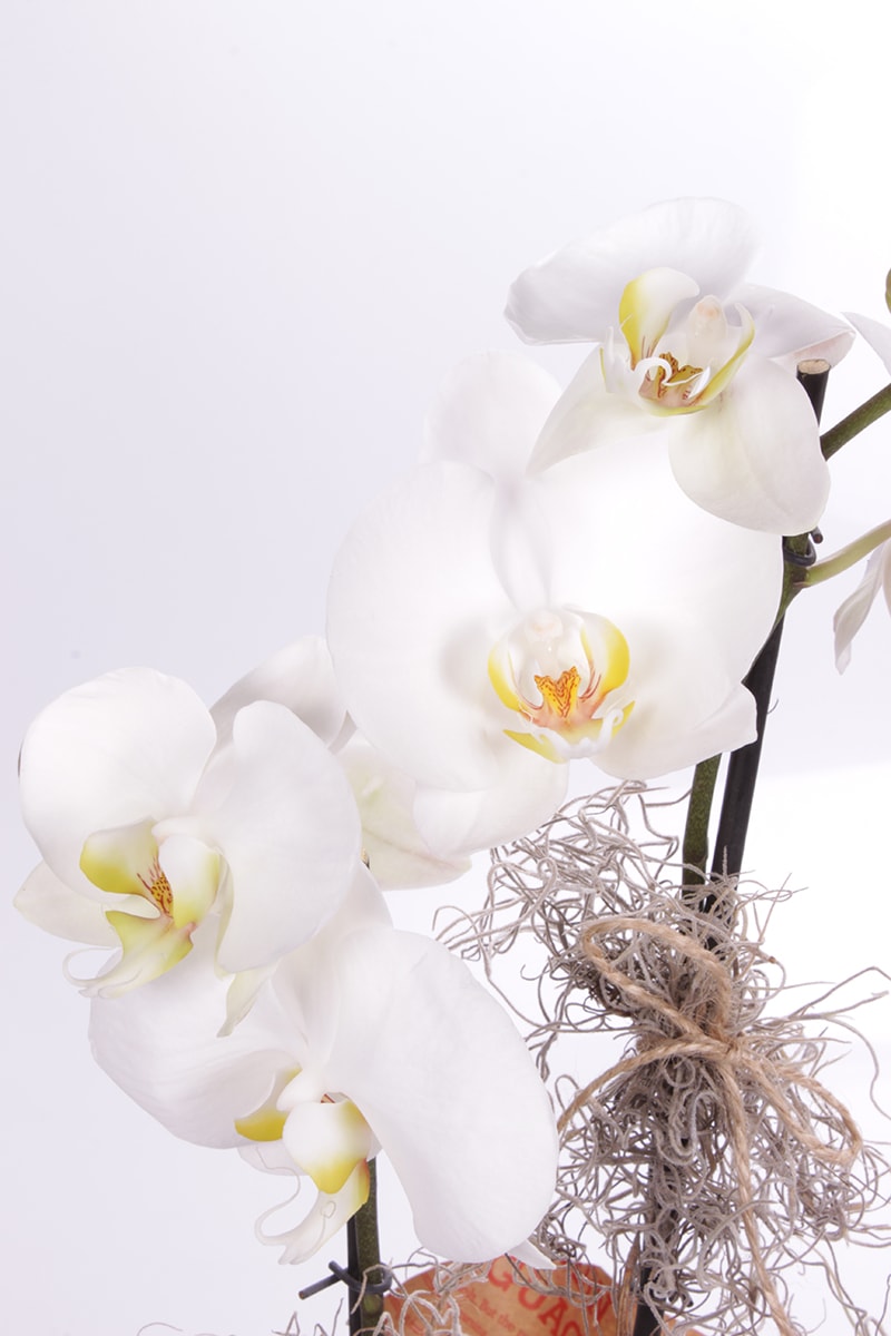 Lady Midi Size Beyaz Orkide