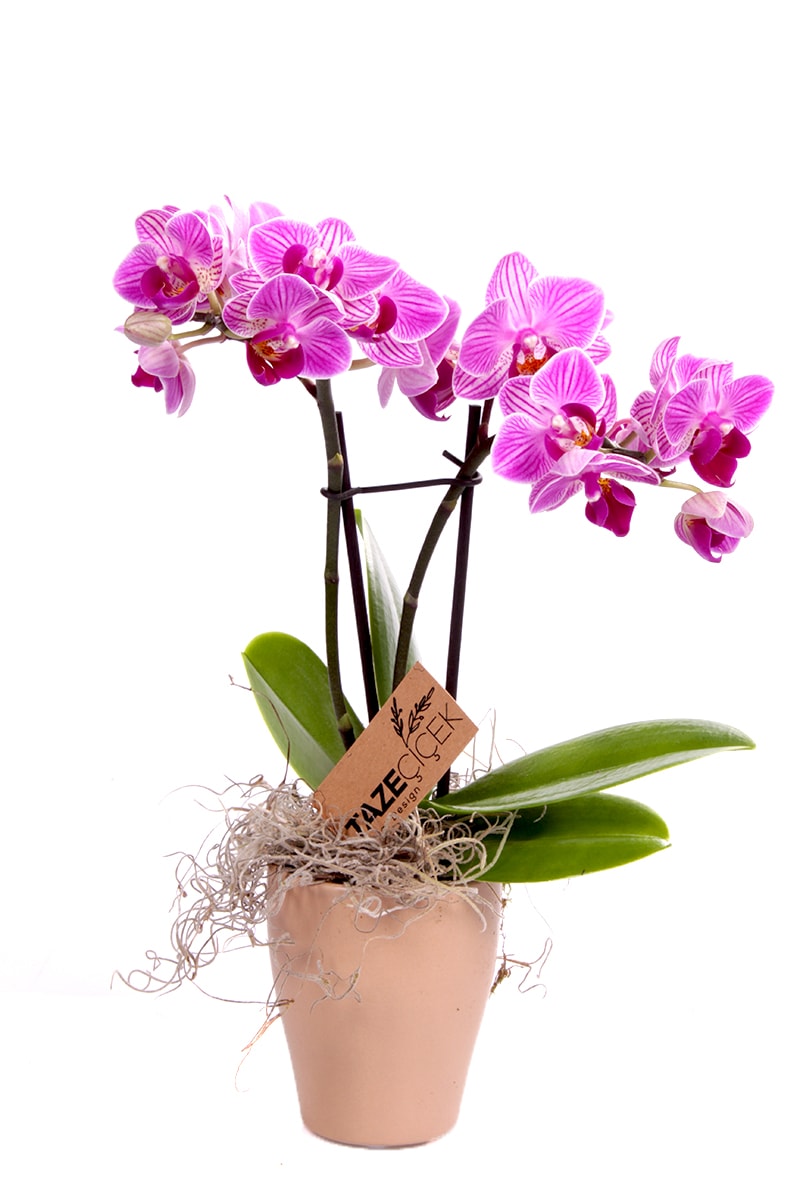 Doğal Renk Mini Mor Orkide