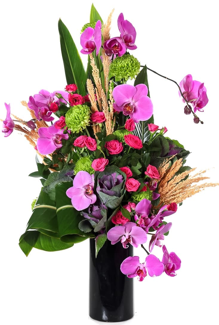 Fuchsia Düşleri