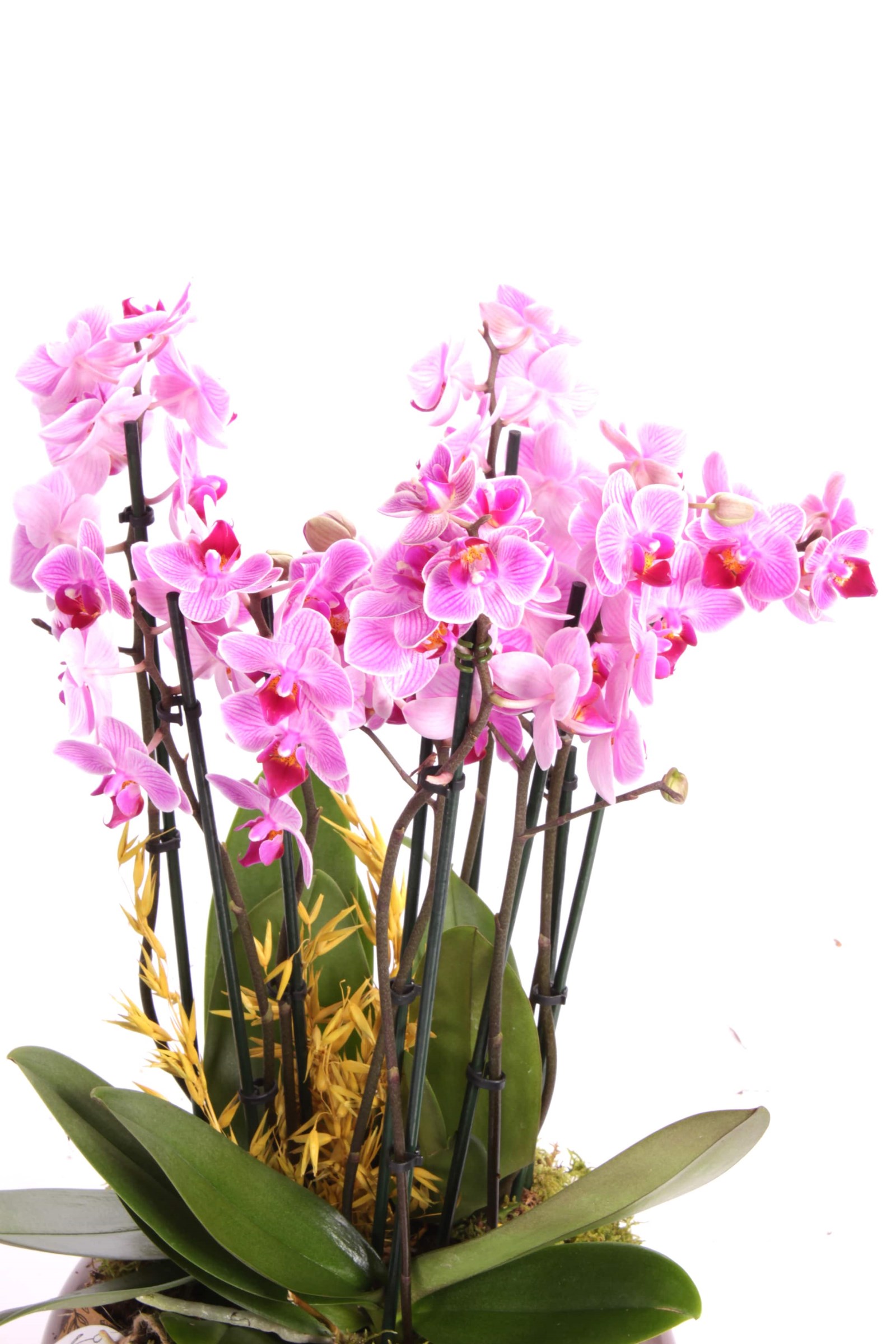 Bakır Design Midi Orkideler