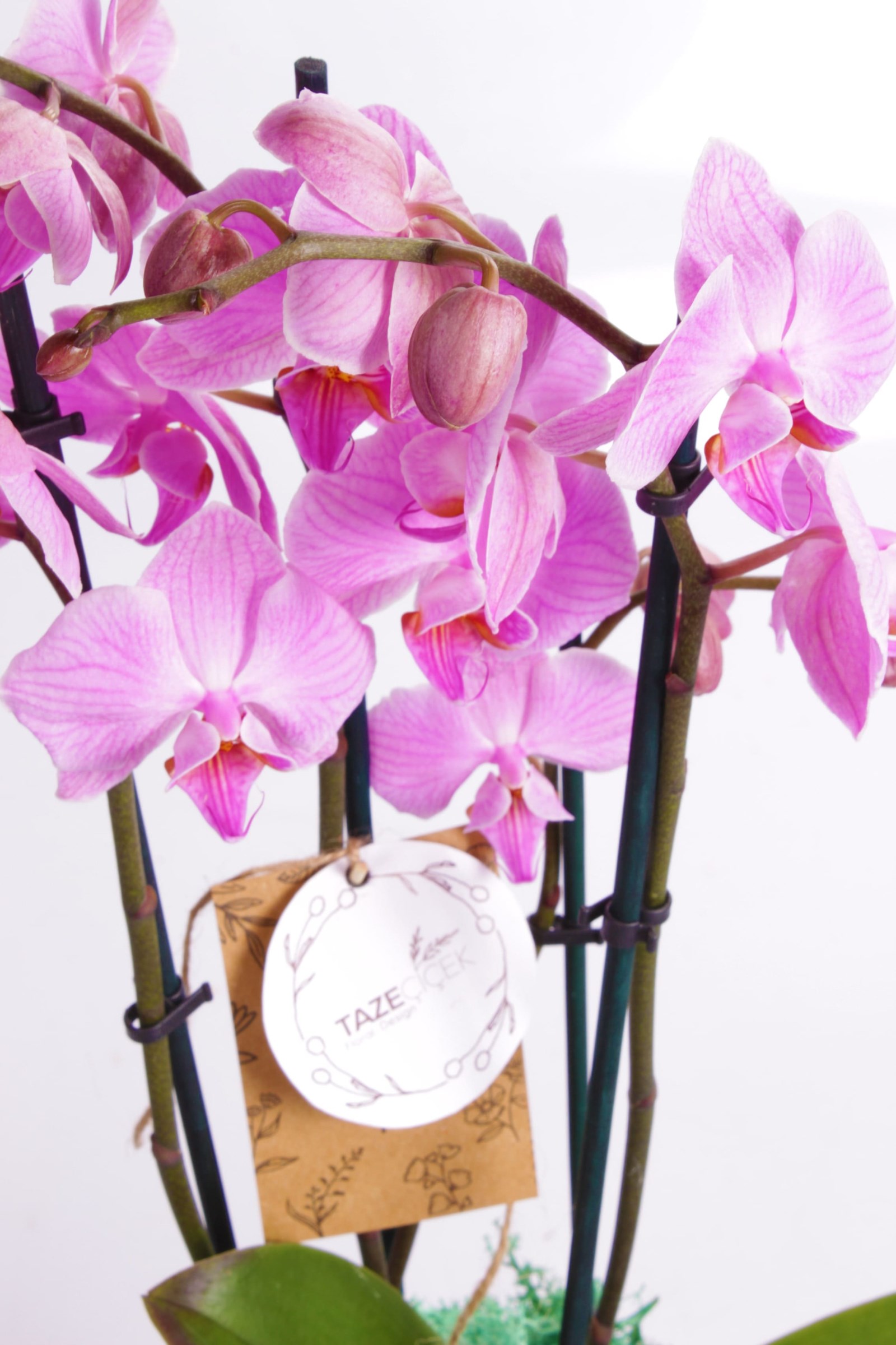 Bakır Design Great Purple Orkide