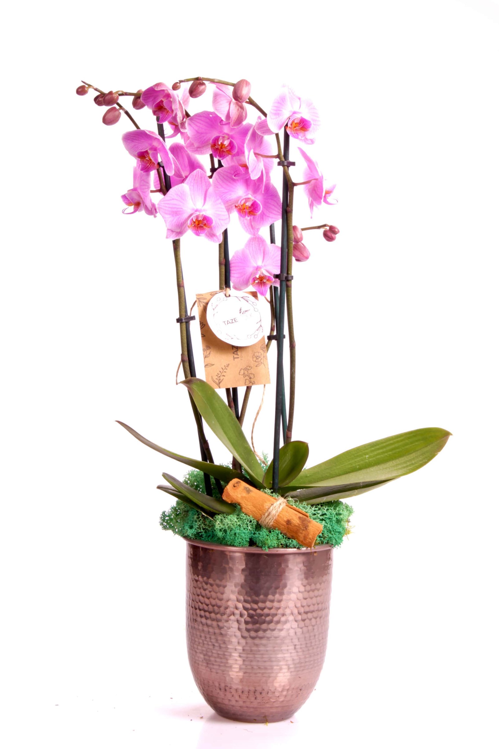 Bakır Design Great Purple Orkide