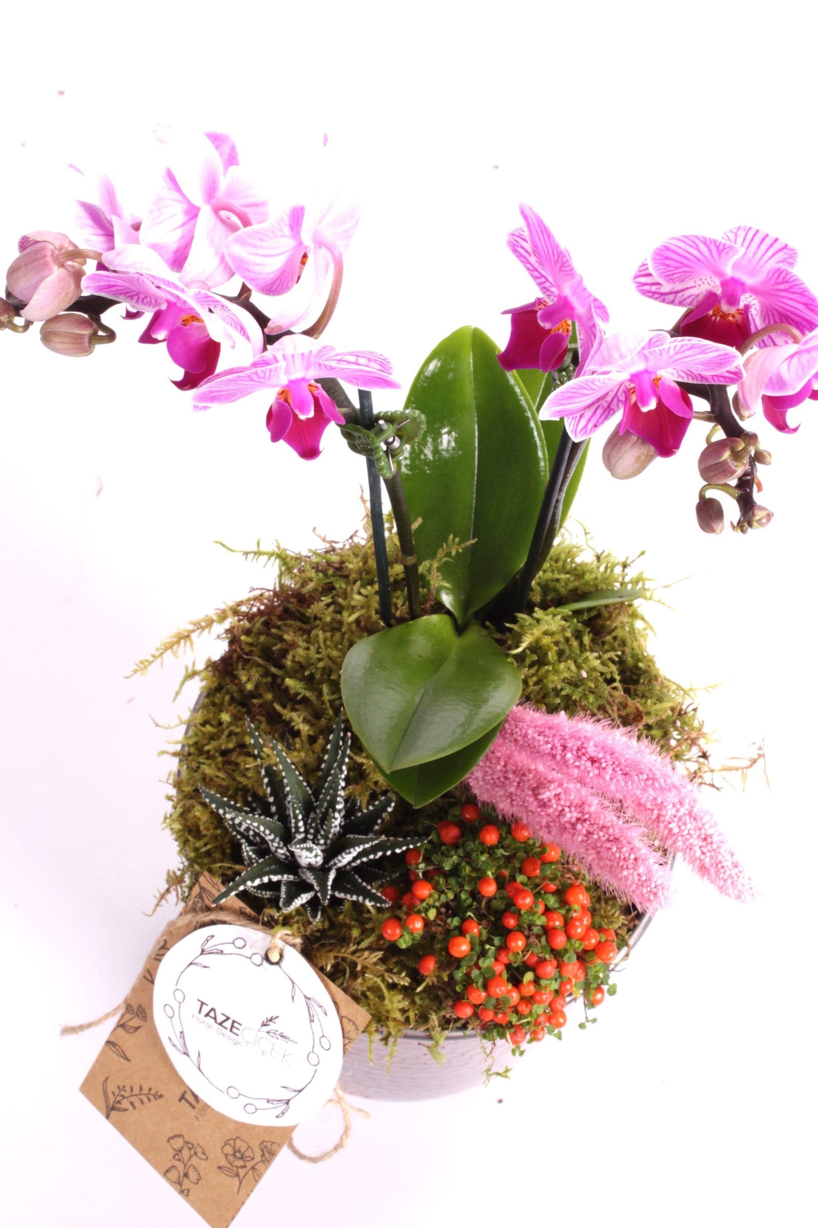 Delicate Purple Orkide Teraryum