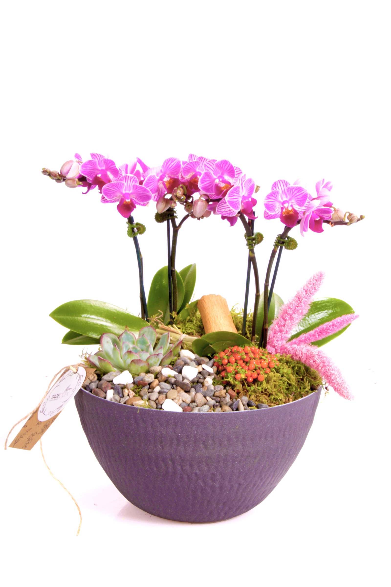 Pure Purple Orkide Teraryum
