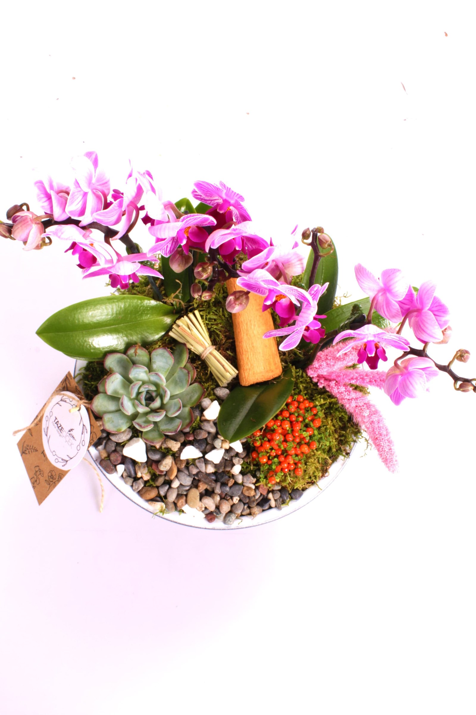 Pure Purple Orkide Teraryum