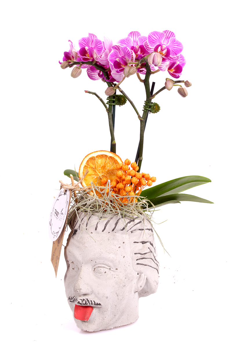 Face Design Mini Orkide