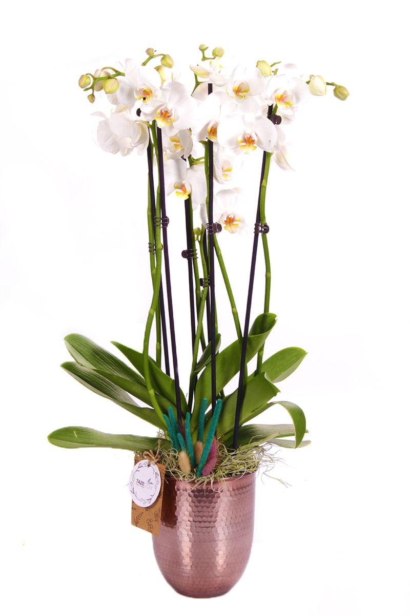 Bakır Design Six Bloom Orkide