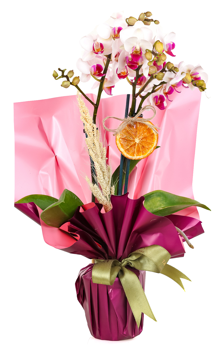 Compassionate Wishes Orkide
